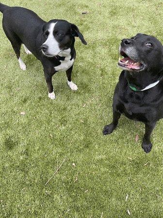 PetSuites Manassas