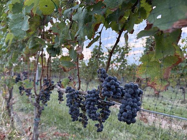 Catamaran Hills Vineyard