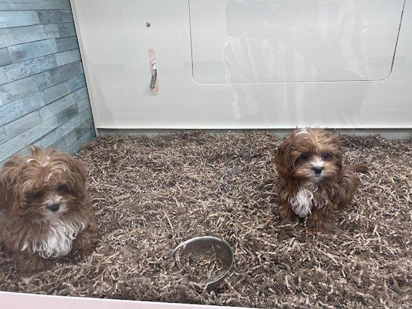 SuperStar Puppies