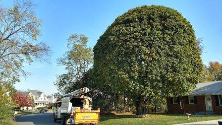 Campbell's Tree Service, Inc