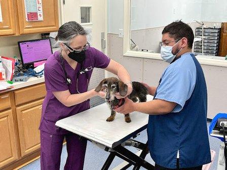 VCA University Veterinary Clinic