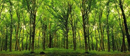 Your Solution's Tree Care
