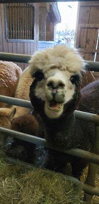 Long Meadows Farm - RESERVATIONS REQUIRED