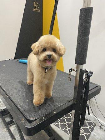 PoseyPups