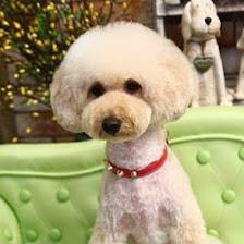 Pet Star Salon
