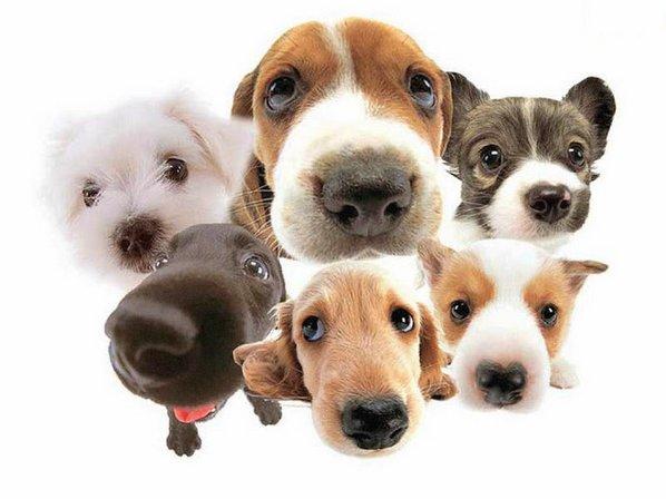 Waggy Walkys