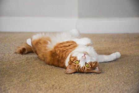 Great Catsby Care LLC