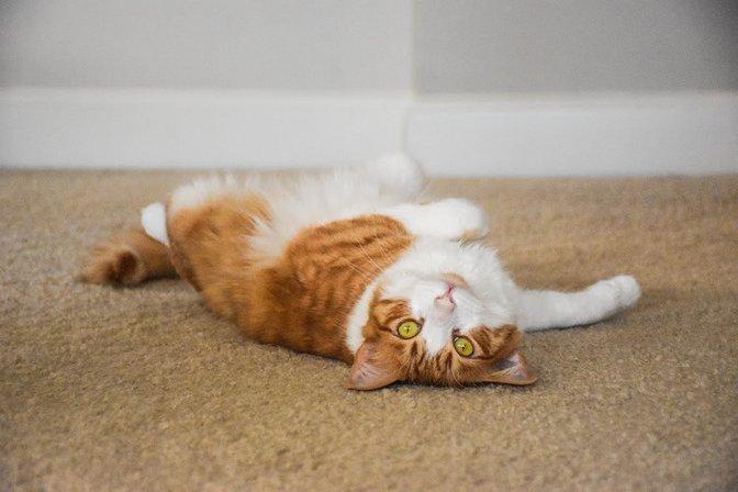 Great Catsby Care LLC