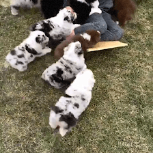 CozyNest Companion Dogs