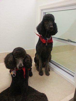 Pet Star Salon