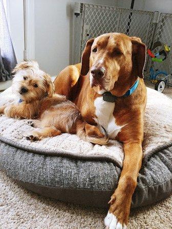Hoof & Paw Veterinary Services