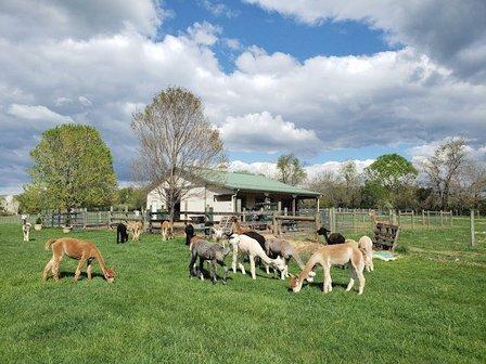 Double 8 Alpaca Ranch