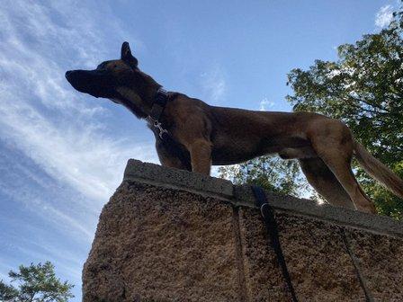 Deploy Dogs