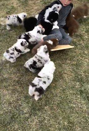 CozyNest Companion Dogs