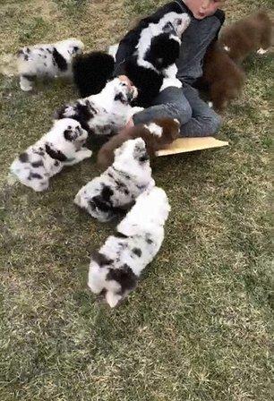 CozyNest Companion Dogs