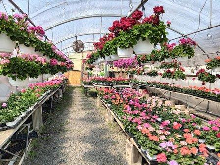 Plant Land