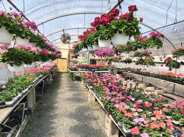 Plant Land