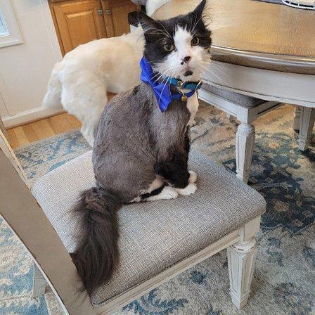 Gaila Grooming