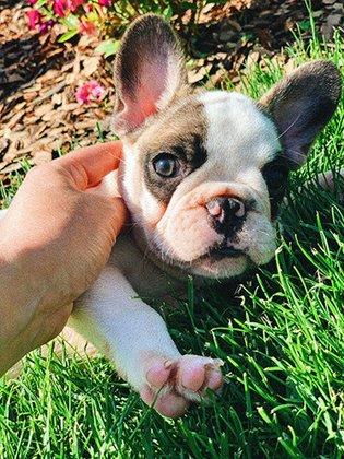 South Frenchies