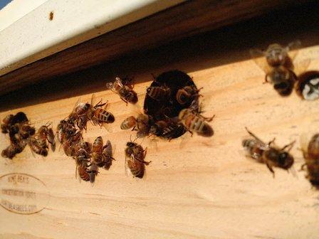 Hudziak Hives