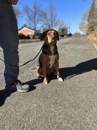 Nova Pack Dog Training LLC