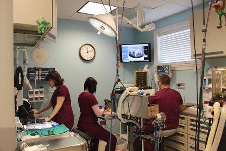 Animal Dentistry & Oral Surgery