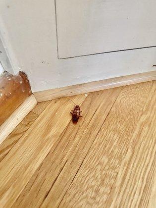 YourTurn Pest Solutions LLC