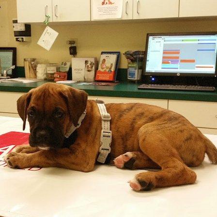 VCA Healthy PAWS Medical Center