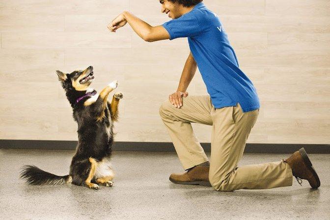 PetSmart Grooming