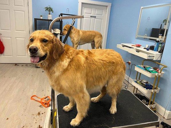 The Twins Pets Grooming Salon & Boutique