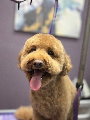 KPup Dog Grooming