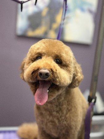 KPup Dog Grooming