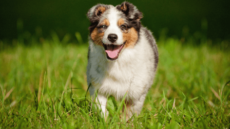 Farm Dog Kennels