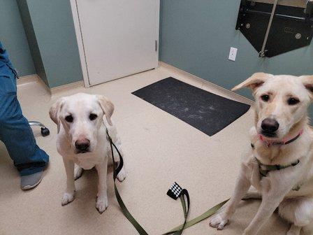 Clocktower Animal Hospital