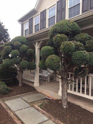 Orellana Lawn & Tree Services