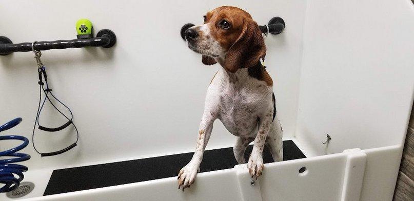 Happy Hound