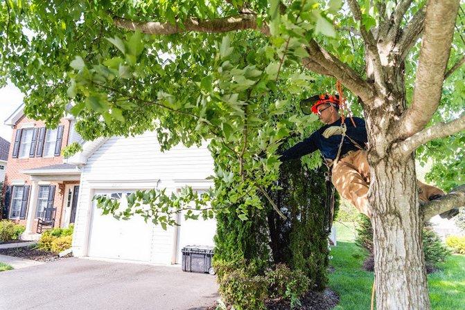 Ashburn Tree