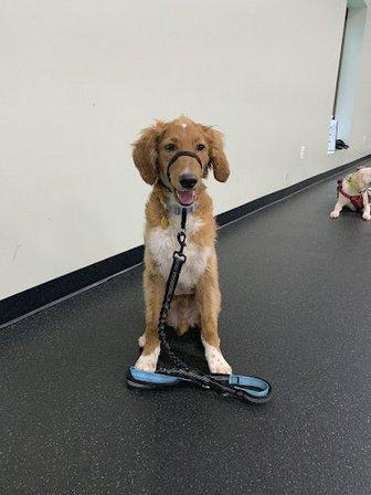 PuppyK
