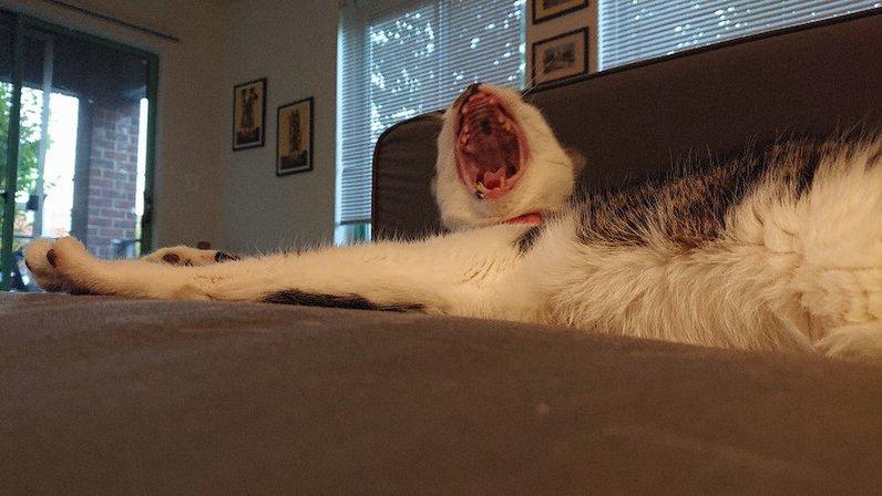 Cat Sitting by Susan LLC