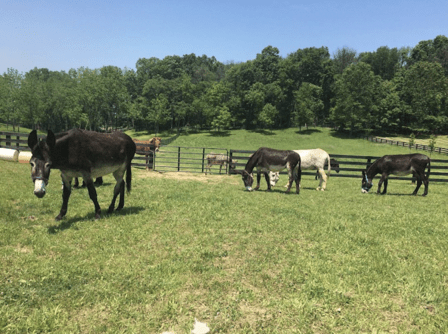 Donkey Meadows