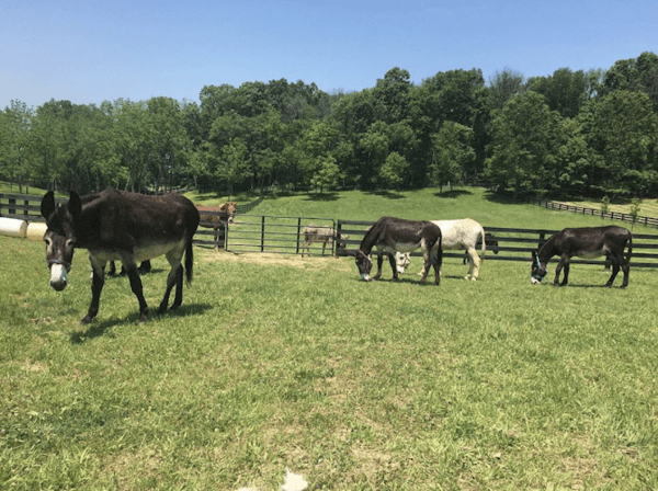 Donkey Meadows