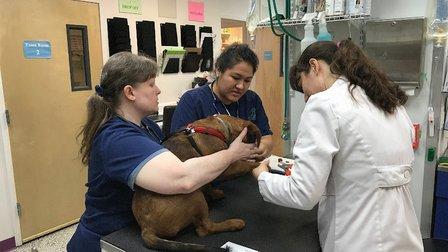 Fairfax Animal Hospital