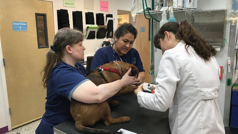 Fairfax Animal Hospital