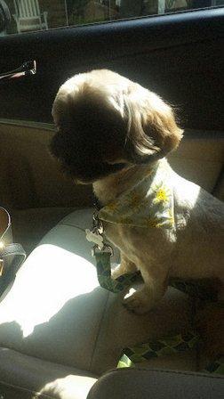 Abel Pet Grooming