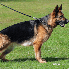 Vom Lightner German Shepherds
