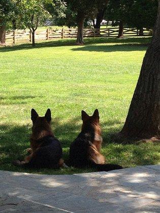 Vom Lightner German Shepherds