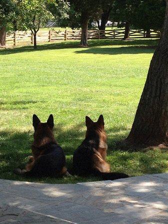Vom Lightner German Shepherds