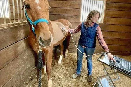 Paragon Equine Veterinary Services