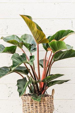 Pots & Plants