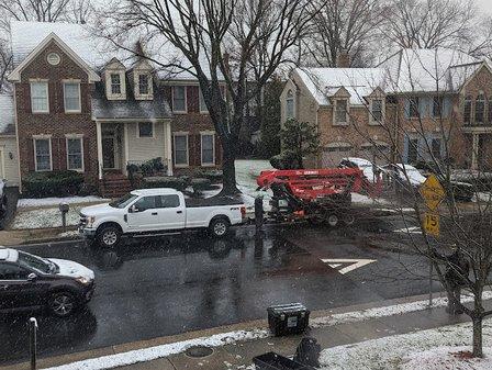 Pin Oak Tree Services